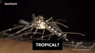 Epidemia de Dengue en Brasil 2024: La Temporada de Lluvias Provoca un Brote Masivo de Enfermedades