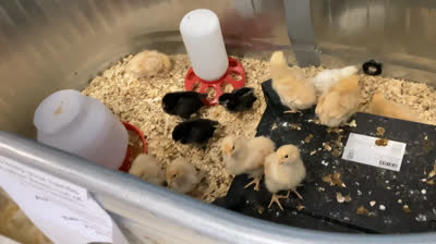 Baby chicks